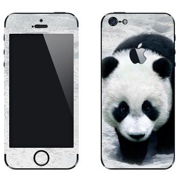 Виниловая наклейка «Панда в снегах» на телефон Apple iPhone 5