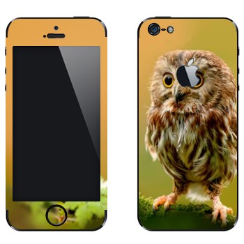 Виниловая наклейка «Сова в лесу» на телефон Apple iPhone 5