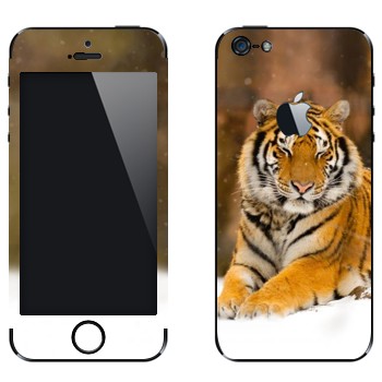 Виниловая наклейка «Уссурийский тигр» на телефон Apple iPhone 5